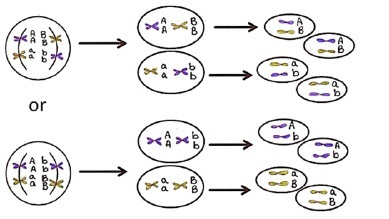 Which Method of Genetic Recombination Is Illustrated In the Diagram